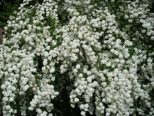 eine voll erblühte Spiraea japonica in herrlichem Weiß