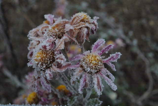 Blüten von Sonnenhut gefroren.