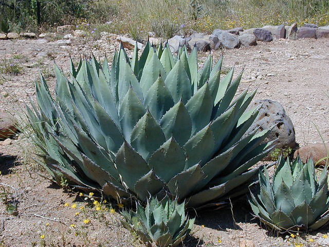 Agave Queen Victoria in Nahaufnahme