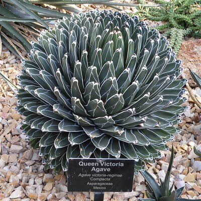 Nahaufnahme der Agave Queen Victoria im Kiesbeet.