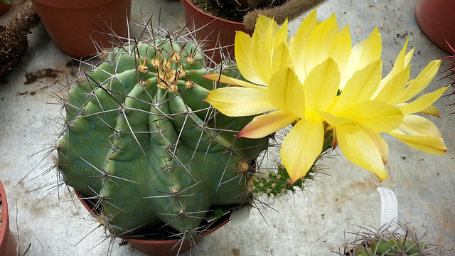 Ein Echinocereus mit riesiger, gelber Blüte.