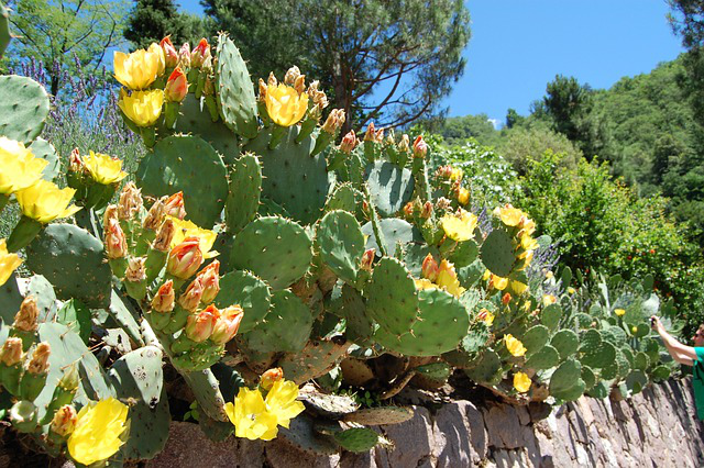 An einem Hang gedeihen zahlreiche blühende Opuntia humifusa.