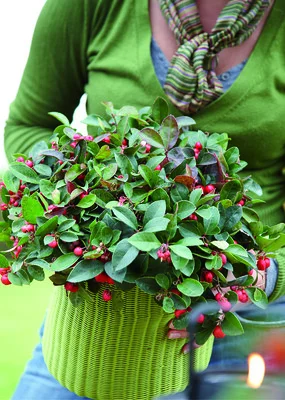 Frau hält Teppichbeere mit Beeren im grünen Topf