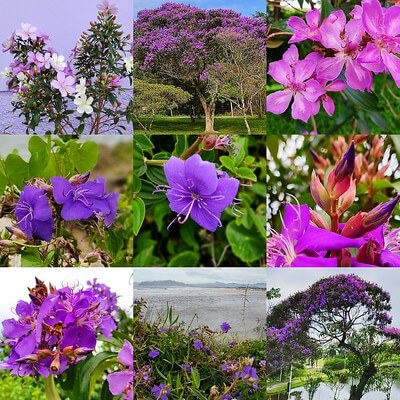 Eine Collage mit Bildern der Blüten und des Wachstums einer Tibouchina.