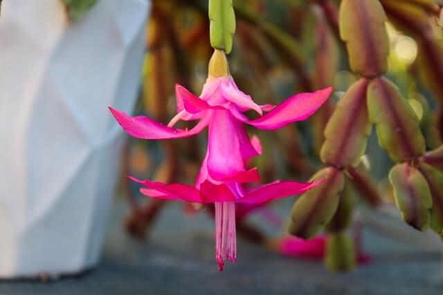 Nahaufnahme einer Blüte am Weihnachtskaktus