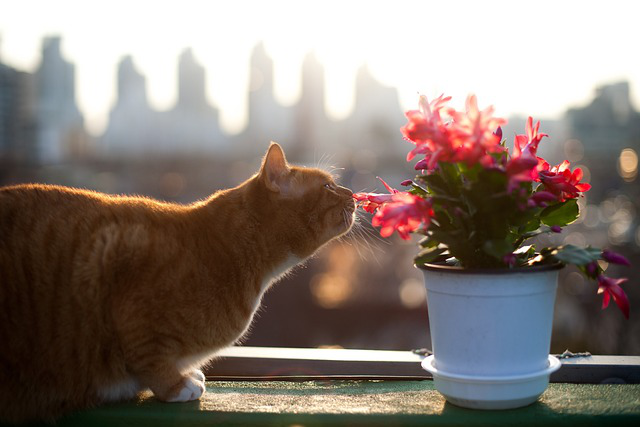 Katze schnuppert am blühenden Weihnachtskaktus