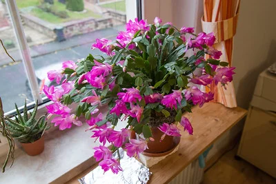 Ein rosa blühender Weihnachtskaktus auf der Fensterbank