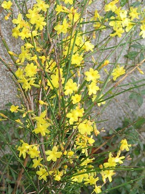 Aus einem Kübel mit Spalier heraus wächst ein blühender Winterjasmin an einer Mauer empor.