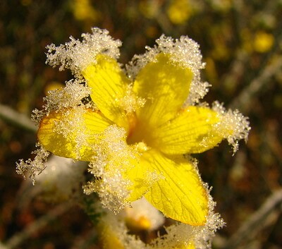 Die gelbe Blüte eines Winterjasmin ist gefroren