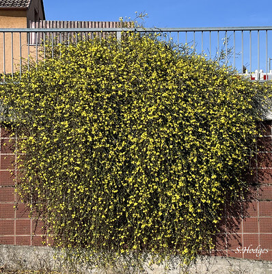 Über einer Terrassenmauer hängt ein blühender Winterjasmin.