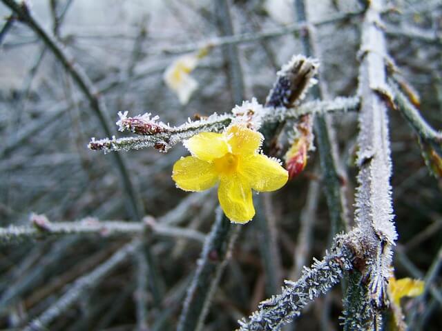 Winterjasmin gelbe Blüten gefroren