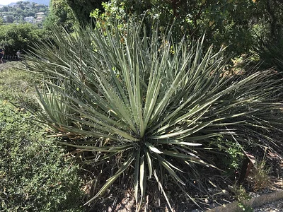 Yucca baccata im Garten