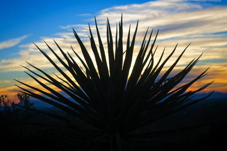 Yucca elata im Sonnenuntergang