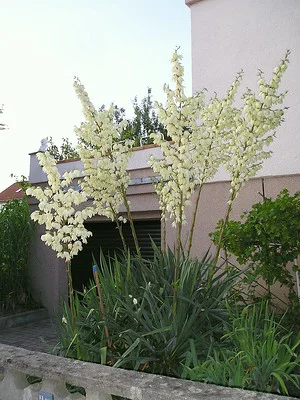 Mehrere blühende Yucca filamentosa vor einem Haus