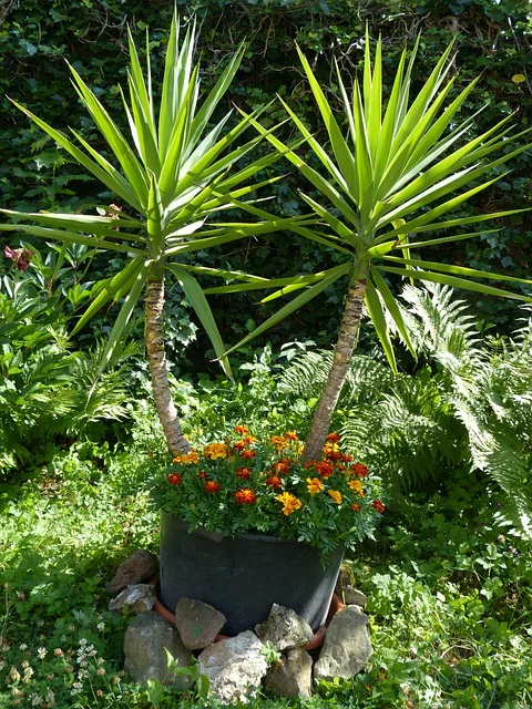 Yucca im Kübel steht im Garten