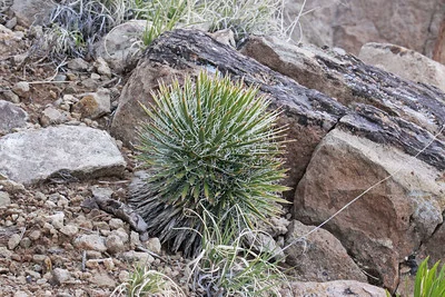 Yucca nana im Steingarten