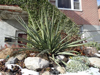 Vor einem Haus steht im Vorgarten zwischen großen Steinen eine prächtige Yucca baccata.