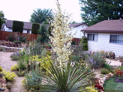 Im Garten hinter einem Einfamilienhaus steht eine blühende Yucca elata neben Blumen und Stauden.