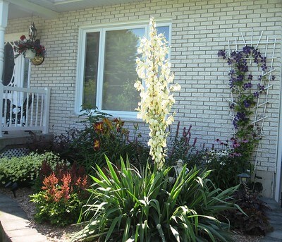 Vor einem Haus steht im Vorgartenbeet eine blühende Yucca filamentosa