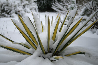 In einem Garten gedeiht eine Yucca filamentosa mitten im Schnee