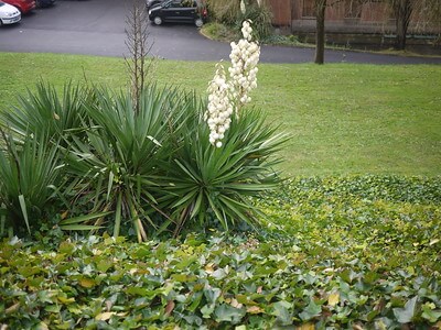 Im Vorgarten am Rasen inmitten einer Efeu-Fläche steht eine Gruppe aus Yucca gloriosa mit zwei blühenden Yuccas.