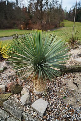 Im Kiesbeet eines Gartens steht eine wunderschön gewachsene Yucca rostrata.