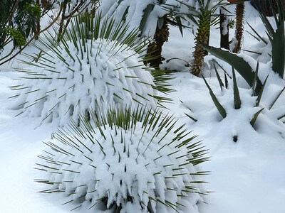 In einem winterlichen Garten stehen 2 Yucca rostrata mit Schnee zwischen den Blättern