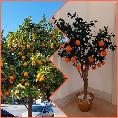 Eine Collage aus 2 Bildern mit Orangenbäumchen. Rechts steht ein Organgenbaum im Kübel in der Zimmerecke, links ein großer Orangenbaum am Straßenrand.