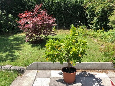 In einem kleinen Garten steht ein Zitronenbaum im Kübel auf der Terrasse.