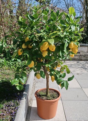 Auf einer gepflasterten Fläche im Garten steht ein Zitronenbaum mit Zitronen im Kübel.