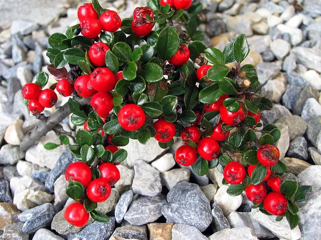 Zwergmispel mit roten Beeren auf weißen Steinchen