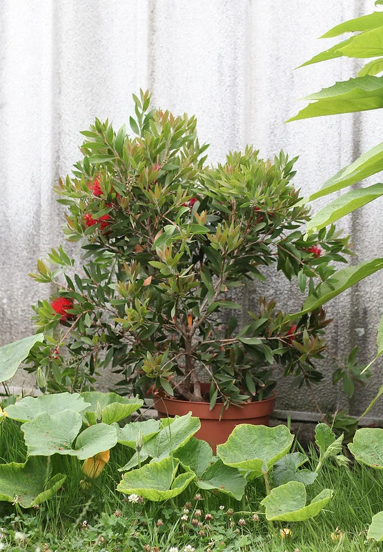 Am geschützten Platz im Garten steht ein Callistemon in Topf, um sich im Halbschatten für die Sonne abzuhärten