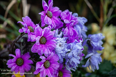 Die lilafarbenen Blüten einer Chrysantheme sind mit Frost überzogen.