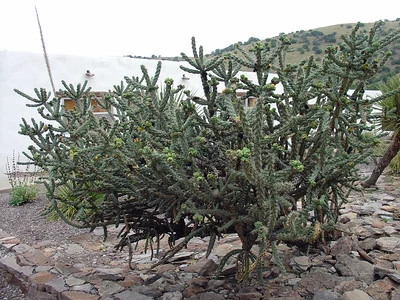 Cylindropuntia imbricata 