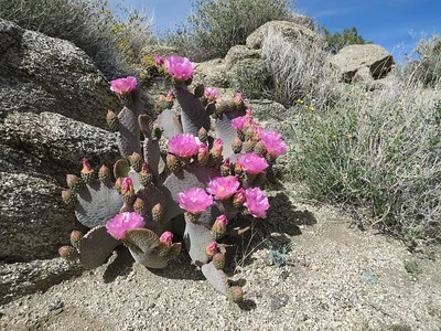 Blühender Feigenkaktus Opuntia basilaris im Sand zwischen Felsen und Gestrüpp