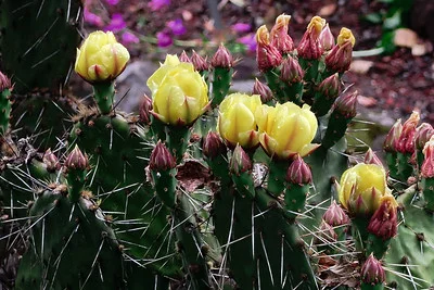 Feigenkaktus Opuntia phaeacantha mit Blüten und Früchten