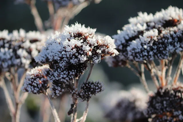 Fetthennen in Frost und Schnee