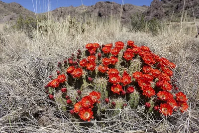 Blühender Igelsäulenkaktus Echinocereus coccineus