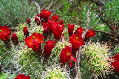 blühende Igelsäulenkakteen Echinocereus triglochidiatus