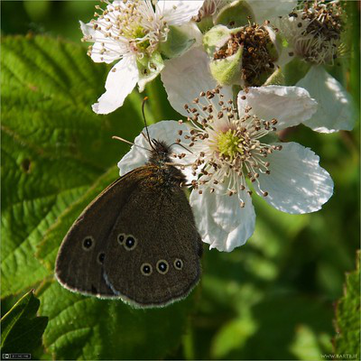 Schmetterling auf den Blüten einer Brombeere