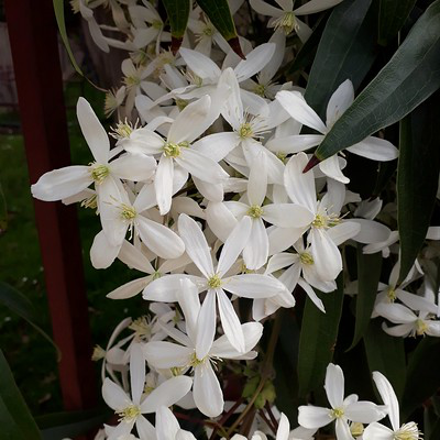 Die weißen Sternenblüten von Clematis armandii