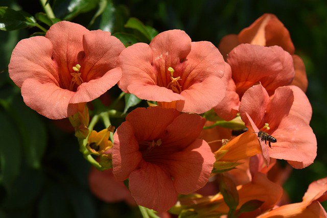 Nahaufnahme von orange-roten Blüten einer Klettertrompete