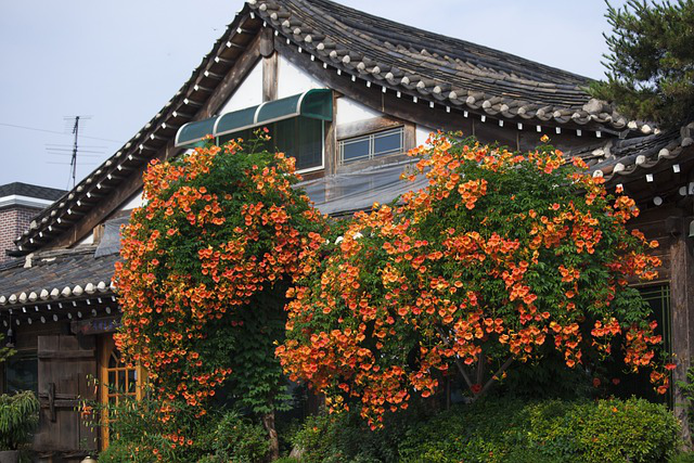 Eine Hausfassade begrünt mit Klettertrompeten mit orangeroten Blüten