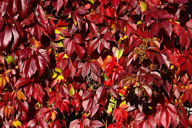 Nahaufnahme der Blätter von Mauerwein in Herbstfärbung