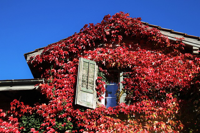 Ein Haus begrünt mit Mauerwein in leuchtender herbestfärbung