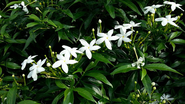 Sternjasmin Blüten über immergrünen Blättern