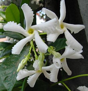 Nahaufnahme der weißen Blüten eines Sternjasmin über den immergrünen Blättern