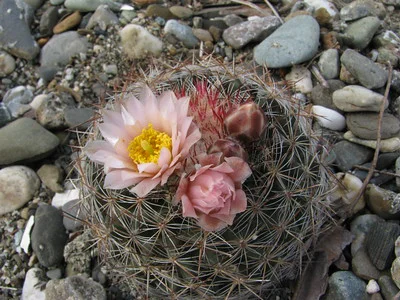 blühender Kugelkaktus Escobaria orcuttii