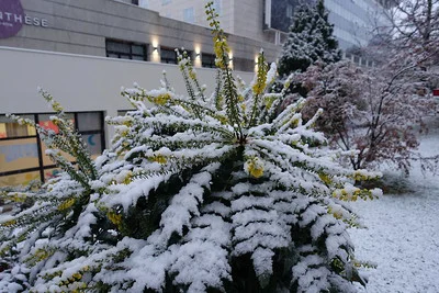 Eine Mahonie mit gelben Blüten im Schnee vor einem Wohnhaus