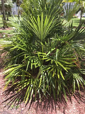 Nadelpalme-Rhapidophyllum-hystrix im Garten